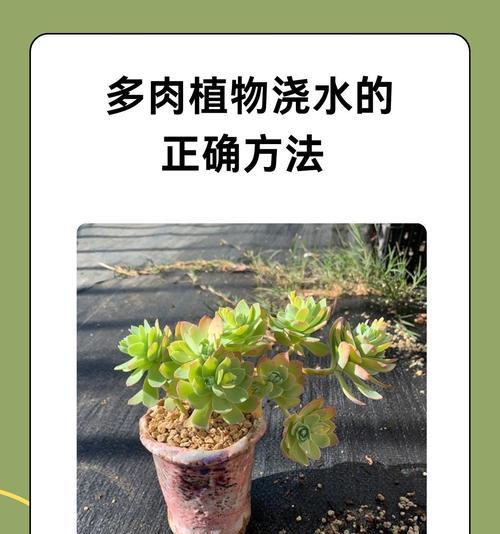盆栽仙人掌冬季如何养护？浇水需要注意什么？