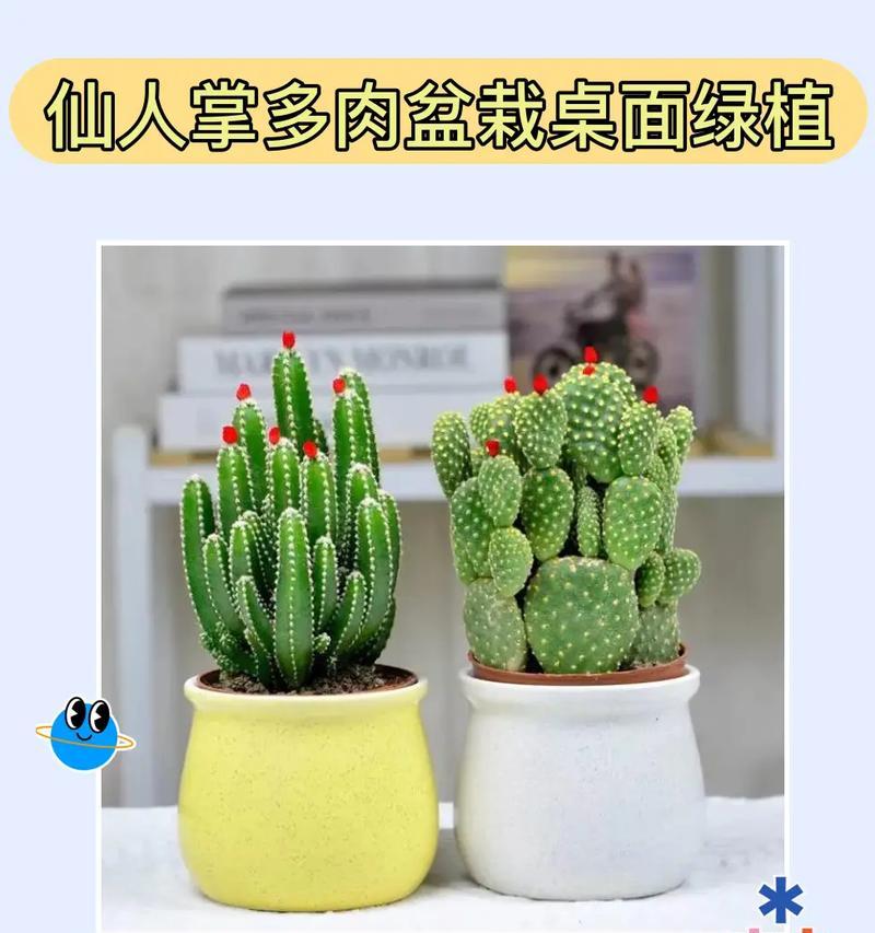 盆栽仙人掌冬季如何养护？浇水需要注意什么？