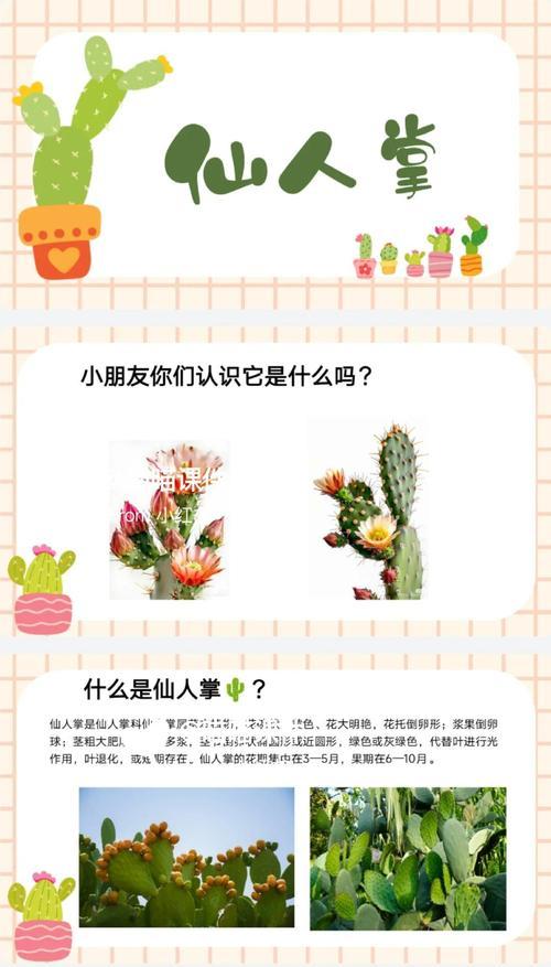 刚摘下的小仙人掌如何种植？种植步骤是什么？
