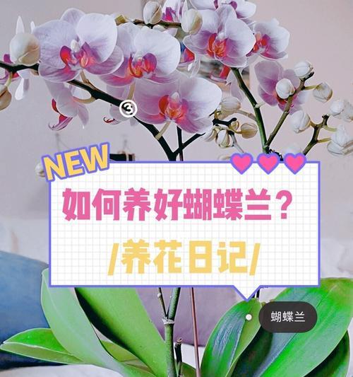仙人掌花兰花的养护和管理方法是什么？
