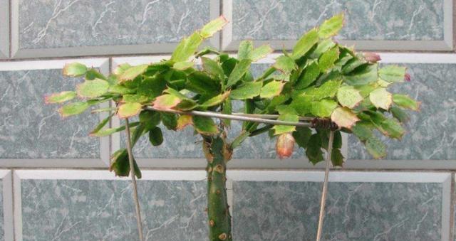 仙人掌花兰花的养护和管理方法是什么？