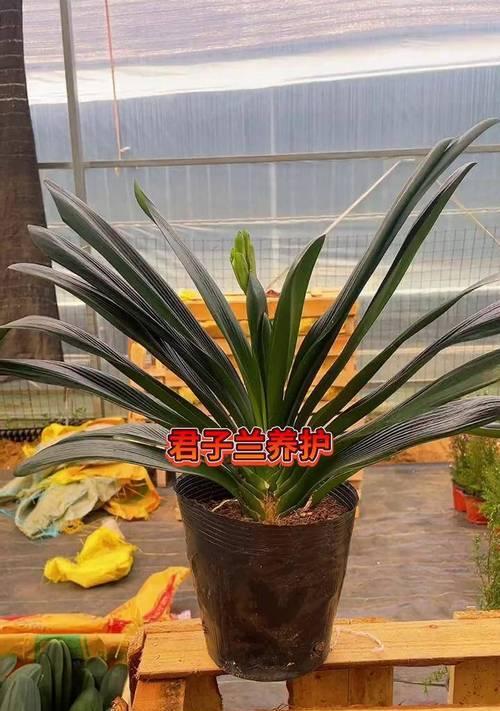 刘姐老妈养的君子兰养护方法是什么？