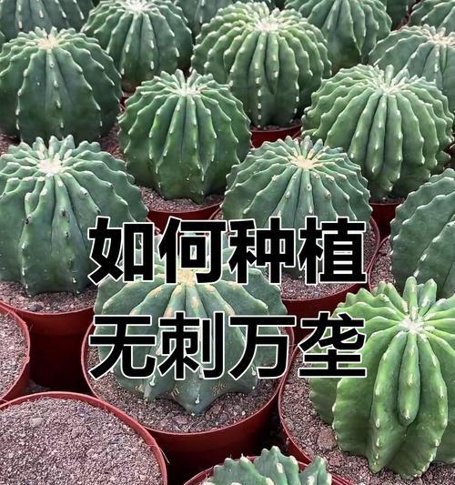 仙人球每天施肥会有什么影响？