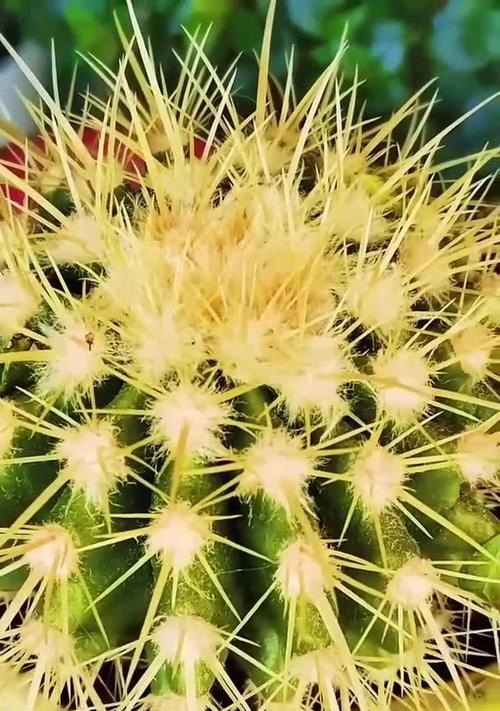 仙人球每天施肥会有什么影响？