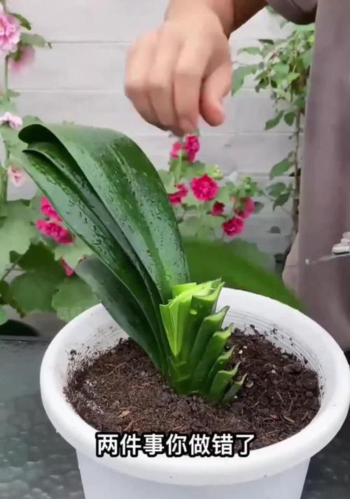 君子兰根发达但不开花是什么原因？