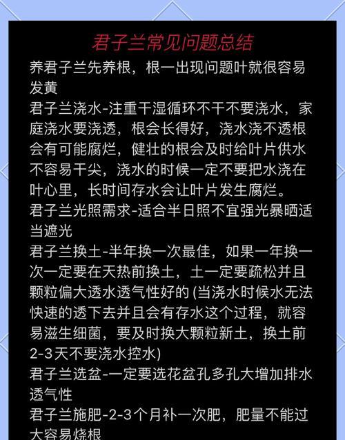 红梅花开时君子兰的养护方法是什么？