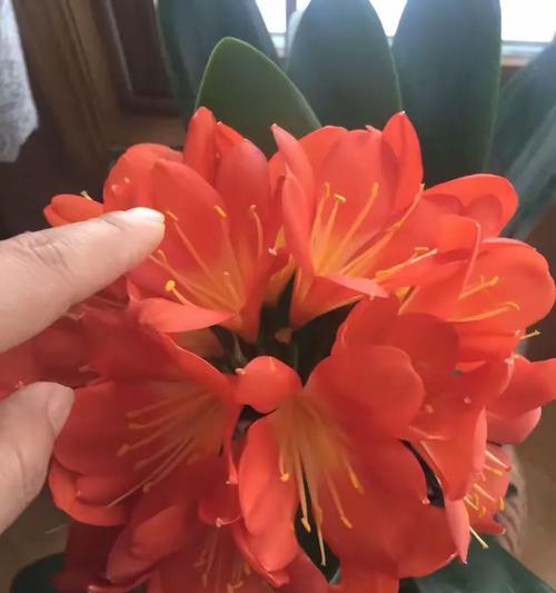 君子兰剪掉花蕊不掉粉的正确方法是什么？
