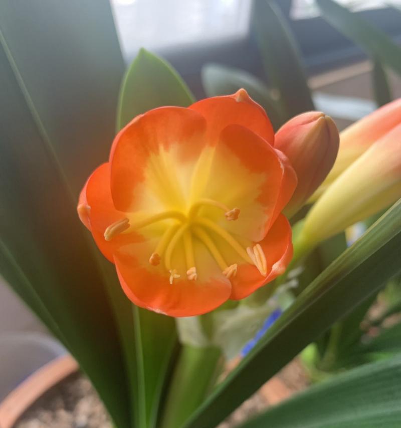 君子兰剪掉花蕊不掉粉的正确方法是什么？