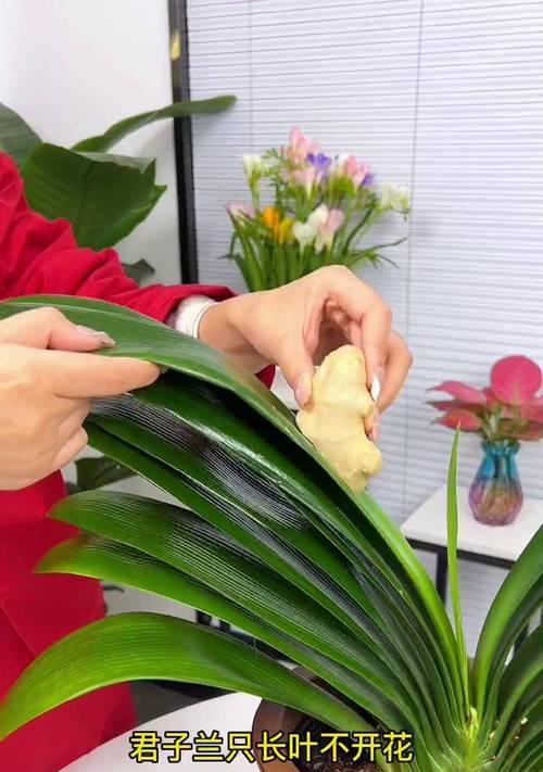 有绿花的君子兰如何养护才能开花？