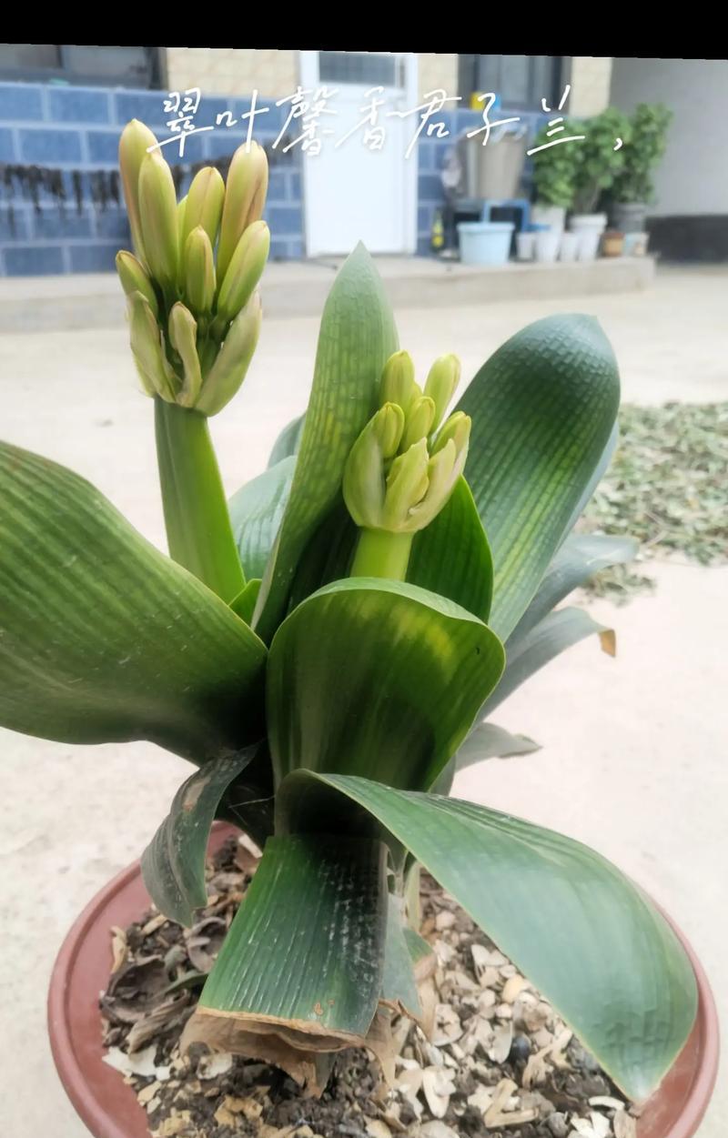 有绿花的君子兰如何养护才能开花？