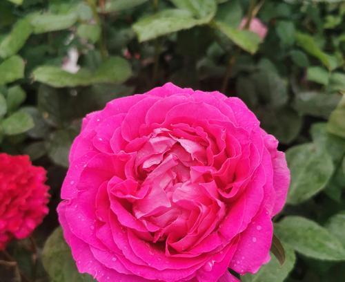 春天给玫瑰花浇水有什么技巧？