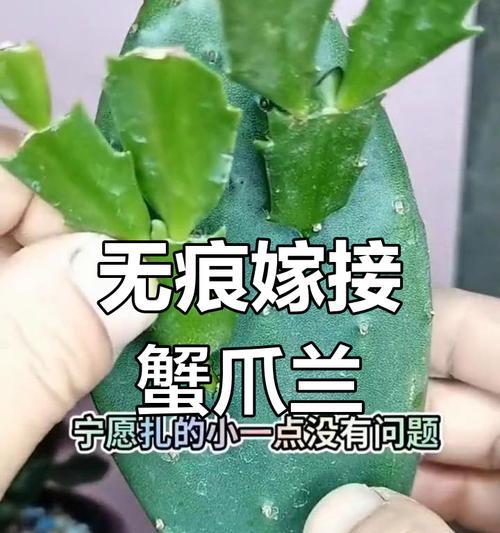 仙人掌嫁接后根烂了怎么办？如何预防和处理？