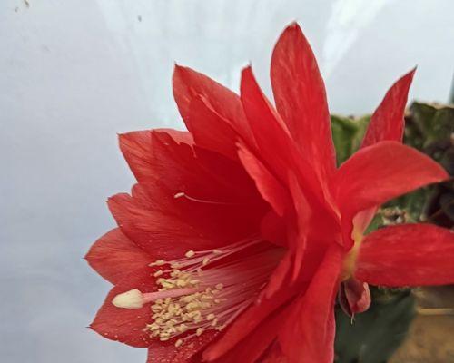 仙人掌嫁接后根烂了怎么办？如何预防和处理？