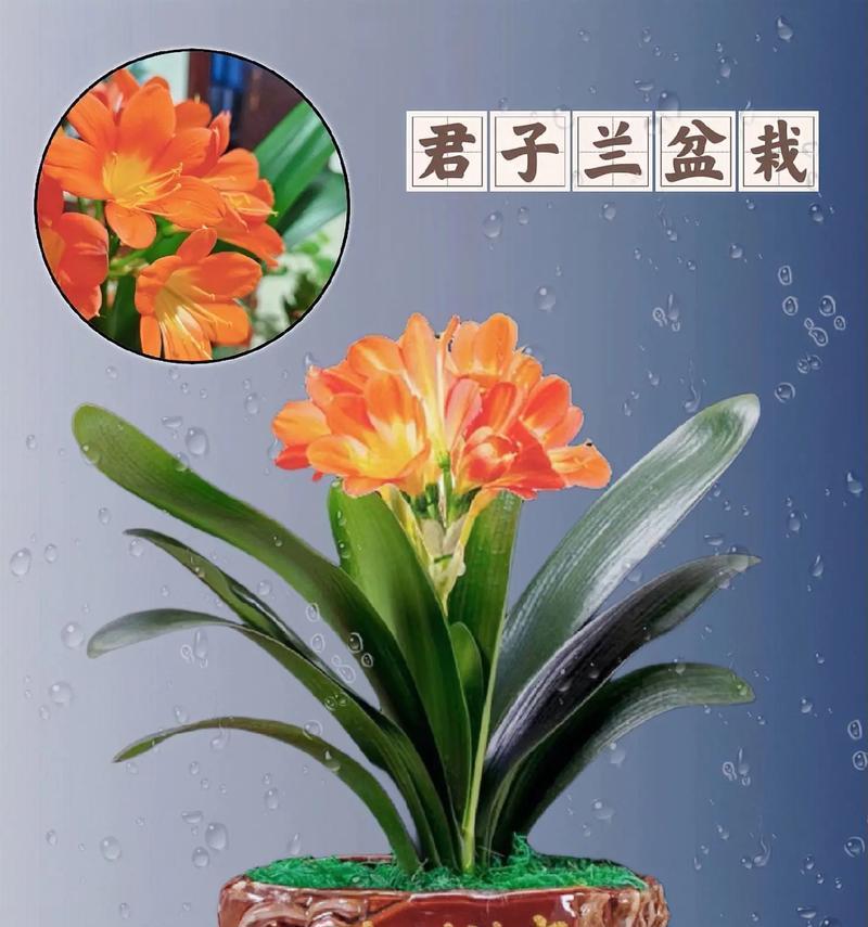 君子兰群栽盆景养护管理方法是什么？