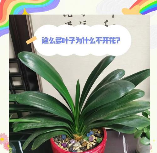 君子兰群栽盆景养护管理方法是什么？