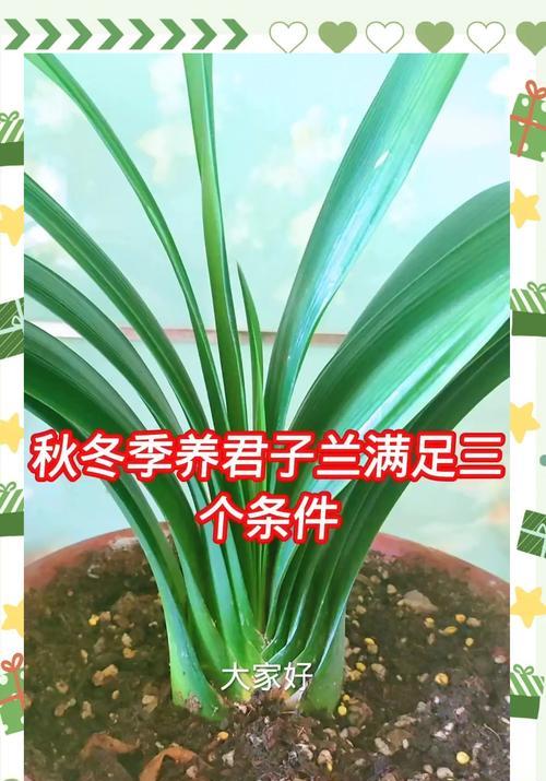 君子兰群栽盆景养护管理方法是什么？