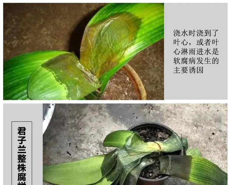 君子兰叶尖发黄如何选择合适的杀菌剂？
