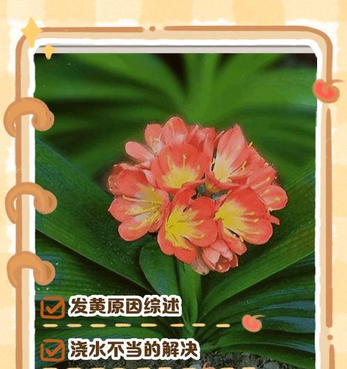 君子兰叶尖发黄如何选择合适的杀菌剂？