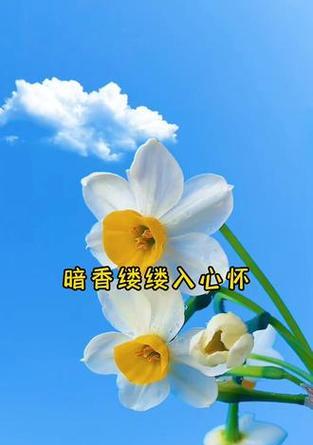 水仙花和腊梅花的花语有何不同？