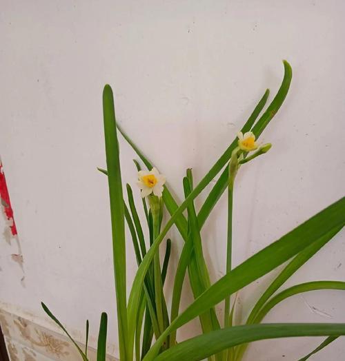 水仙花和腊梅花的花语有何不同？