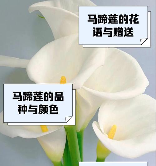 马蹄莲作为礼物的花语含义是什么？
