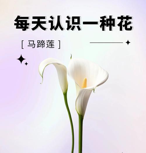 马蹄莲作为礼物的花语含义是什么？
