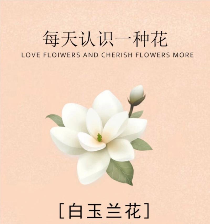 白兰花的花语背后有哪些故事？