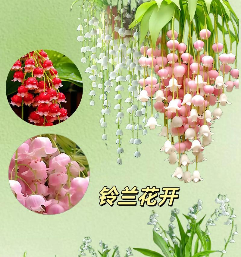 每个月份的花语都有哪些特别之处？
