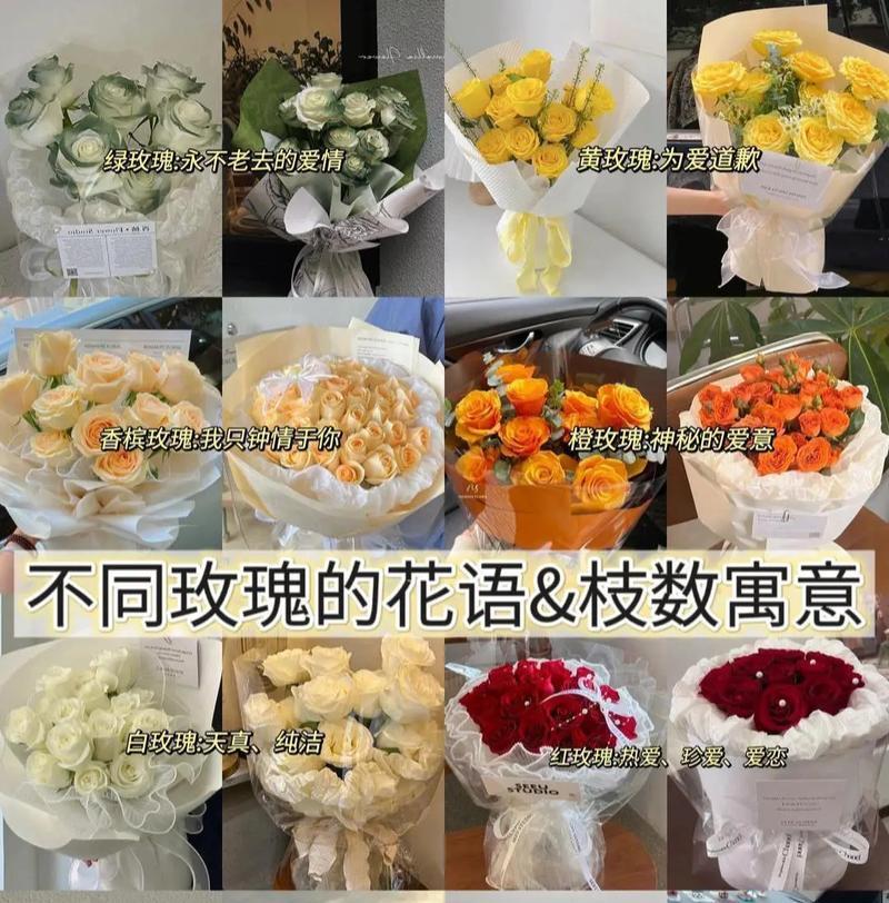 不同花色玫瑰的花语有何不同？