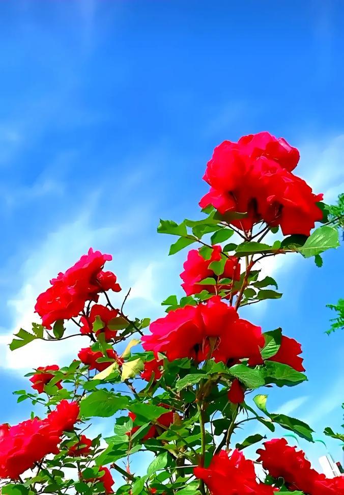 哪种花的花语代表红红火火？