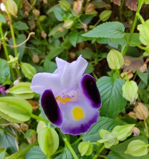 蓝猪耳的花语有哪些含义？