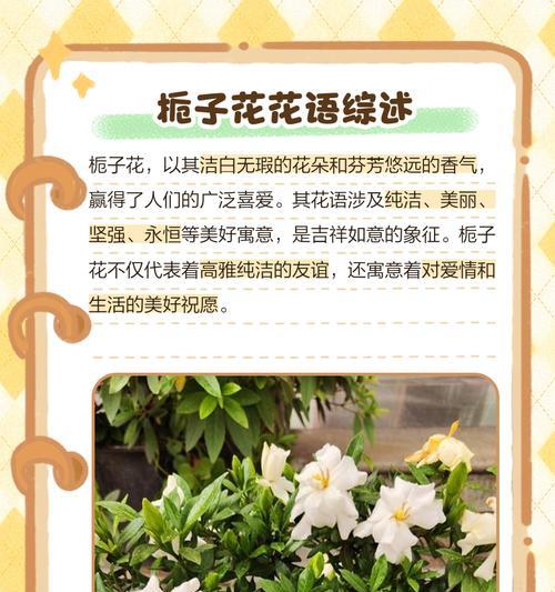 哪些花的花语与栀子花相似？