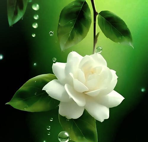 哪些花的花语与栀子花相似？