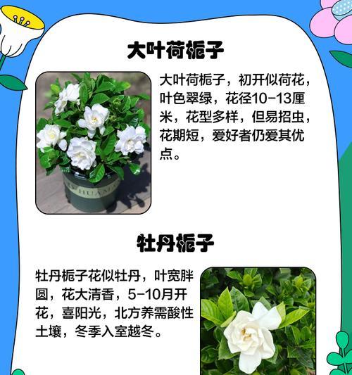 哪些花的花语与栀子花相似？