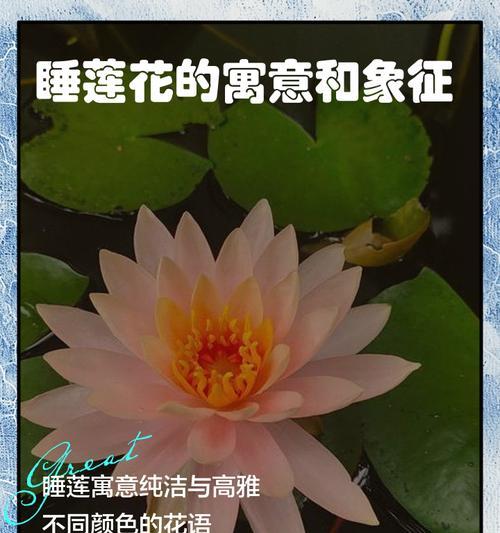 连花的花语象征着什么？