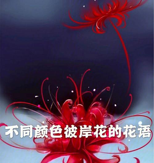 彼岸花的花语是什么？