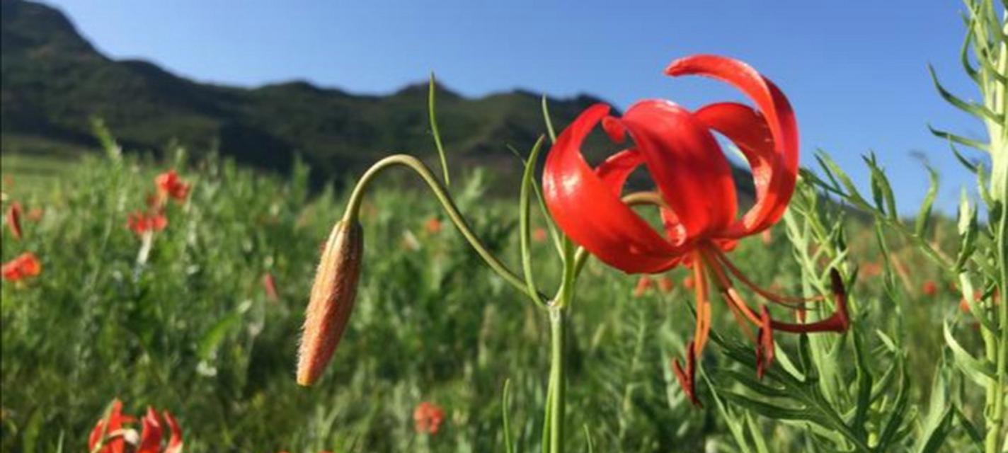 山丹丹的花语是什么？山丹丹花象征着什么？