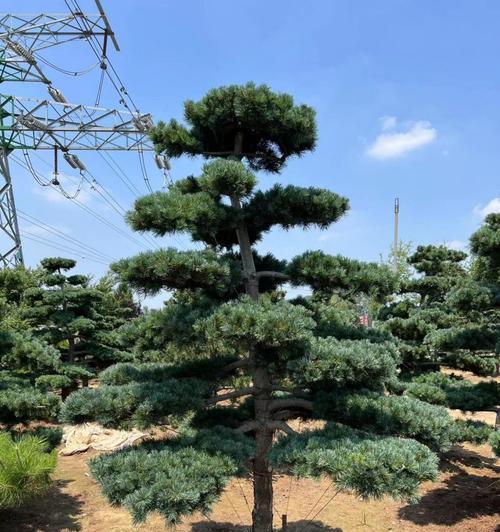 松的花语是什么意思？松树象征着什么？