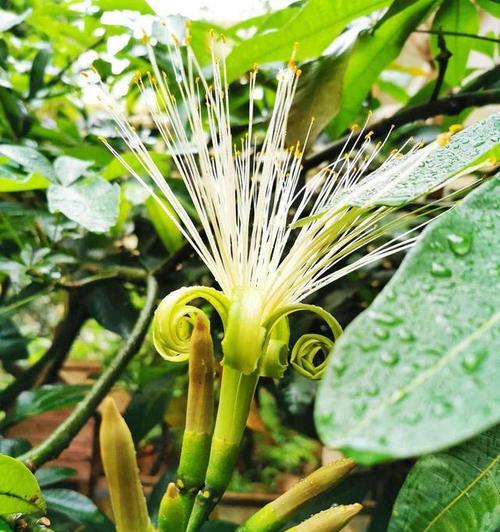 发财树有什么作用？其花语代表了什么？