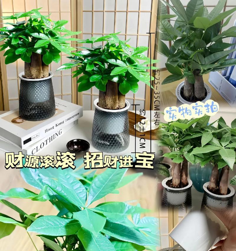 发财树有什么作用？其花语代表了什么？