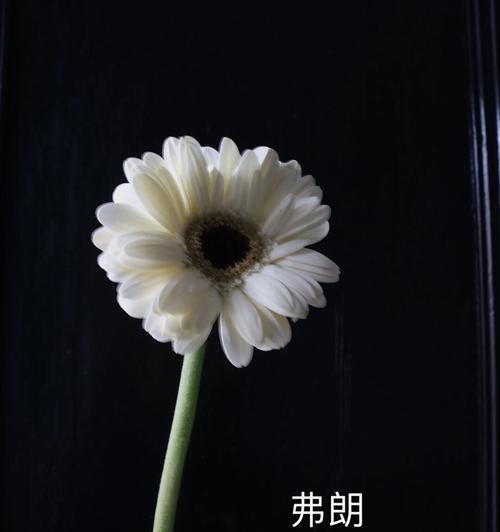 某人的花语代表了什么意思？