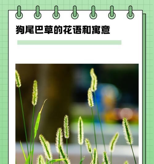 某人的花语代表了什么意思？