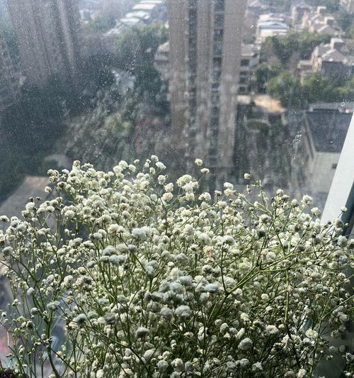 满天星象征幸运吗？其花语是什么？