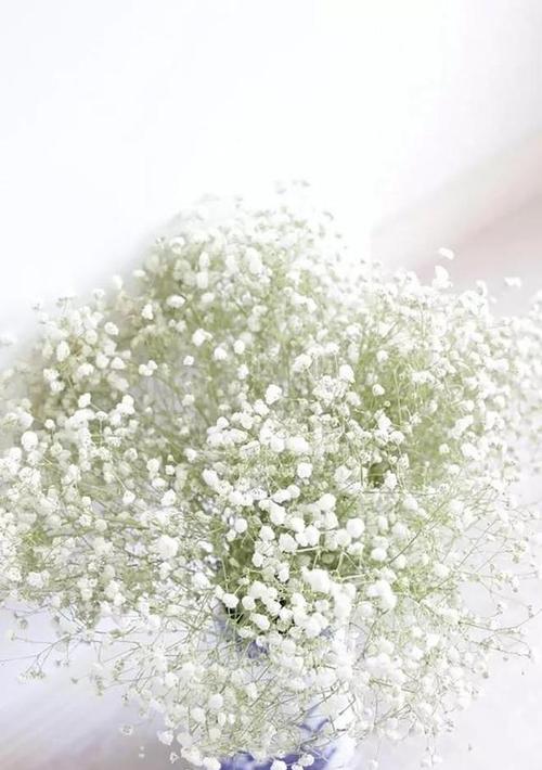 满天星象征幸运吗？其花语是什么？