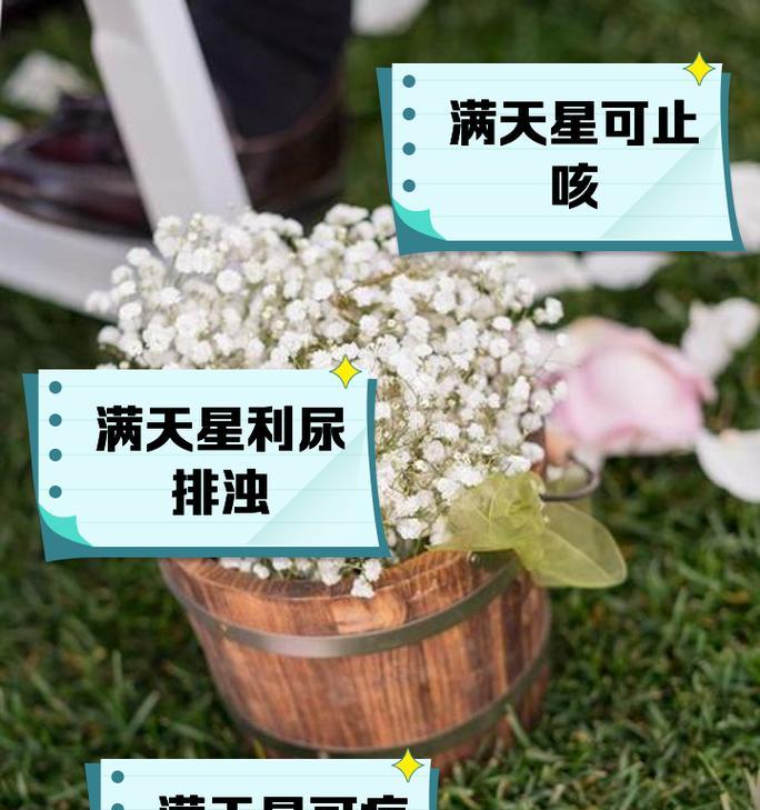 满天星的花语具体是什么？