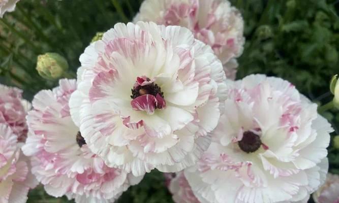 毛莨花的花语是什么？毛莨花代表了什么？