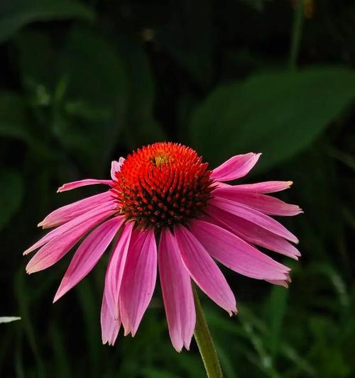 白松果花的花语是什么？如何用花语表达情感？