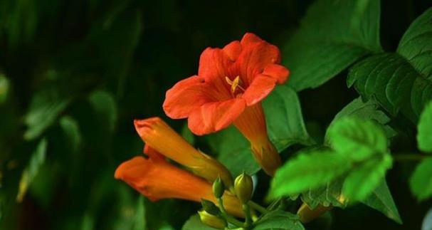 棕榈开花的花语是什么？它象征着什么？
