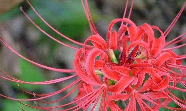 棕榈开花的花语是什么？它象征着什么？