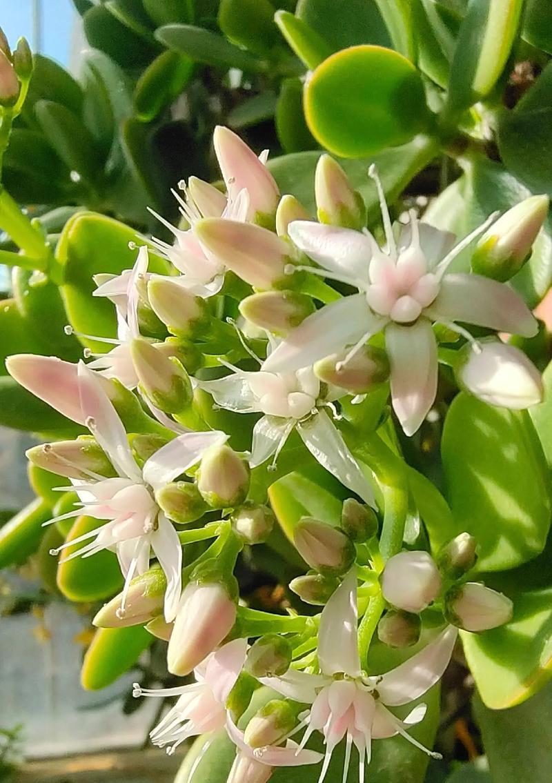 棕榈开花的花语是什么？它象征着什么？